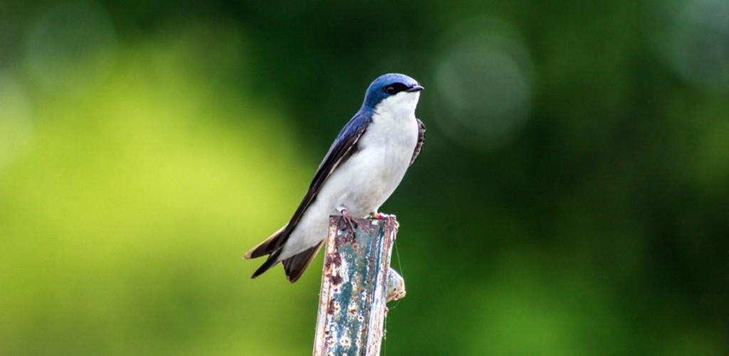 A small blue and white tree swallow standing on a post