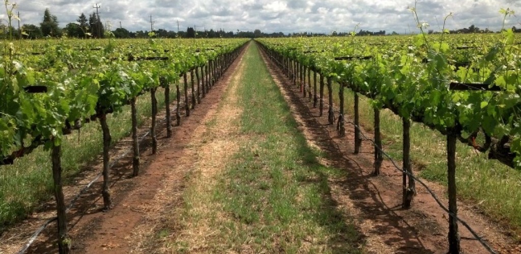 A vineyard