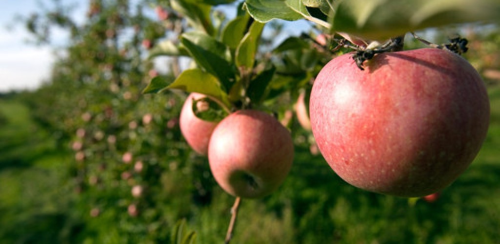 Red apples hang from an apple tree