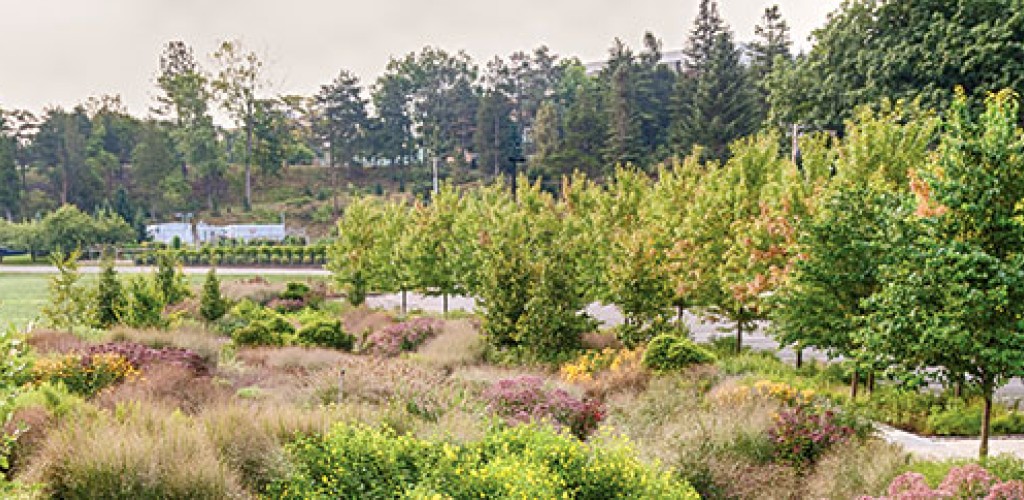 A landscape image of many trees and grass in a garden setting