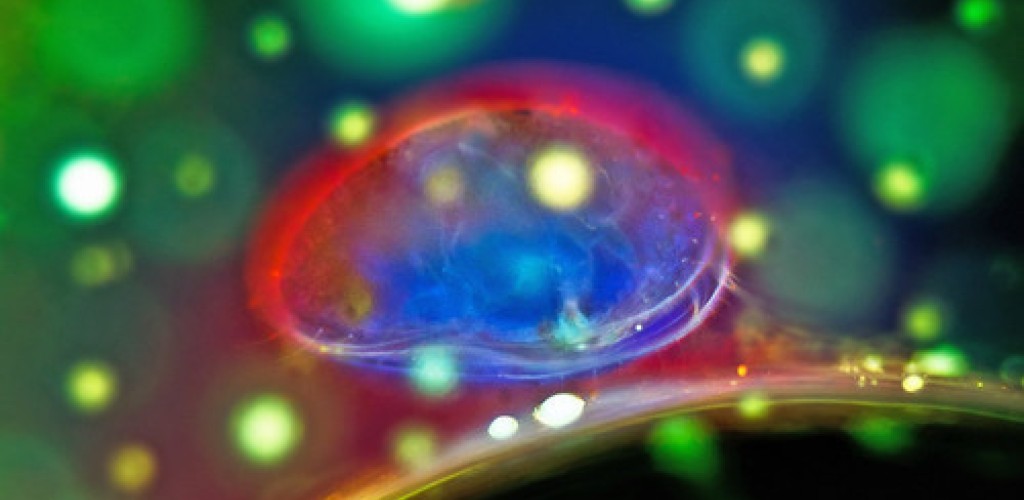 A photo of a brain lit-up with the colors red and blue
