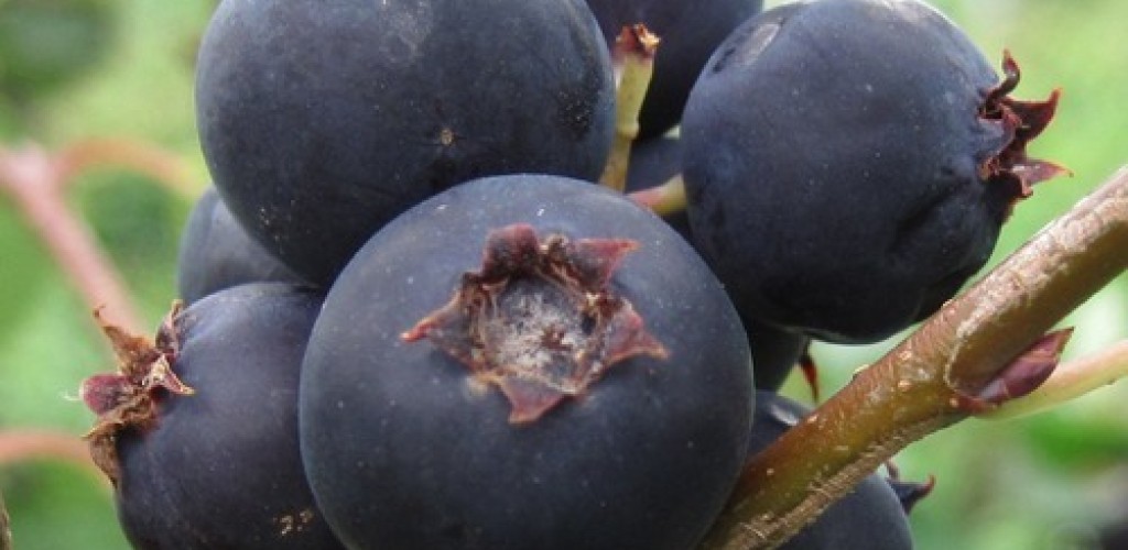 Juneberries (they look like blueberries) on a bush