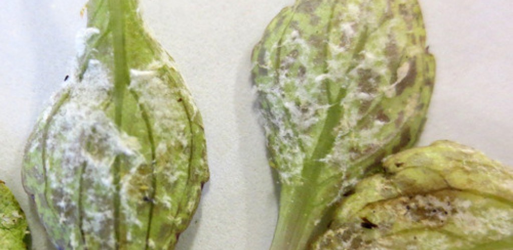 Mildew growing on green leaves and the leaves have been placed on top of a white table