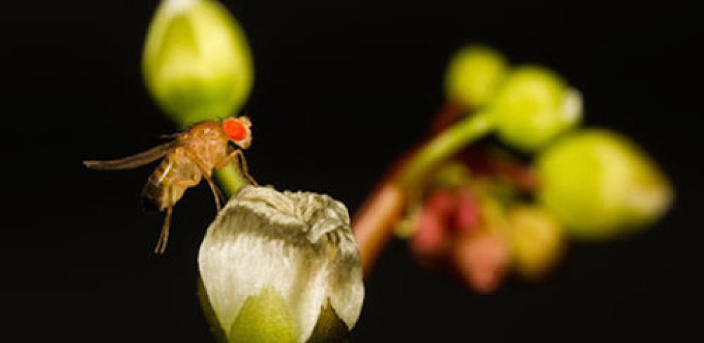 A fruit fly on a flower bud