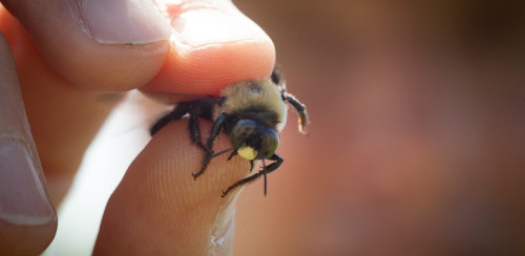 Fingers holding a bee