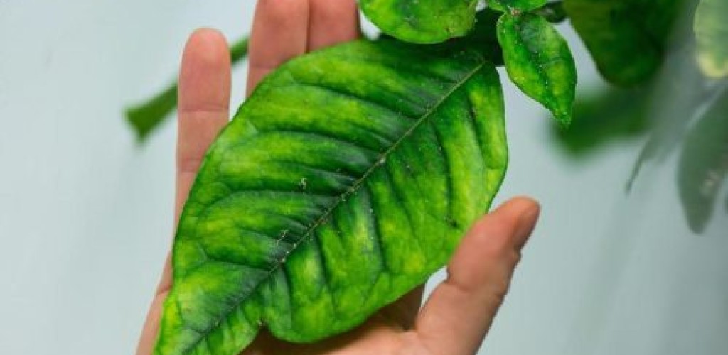 A hand holds a green leaf
