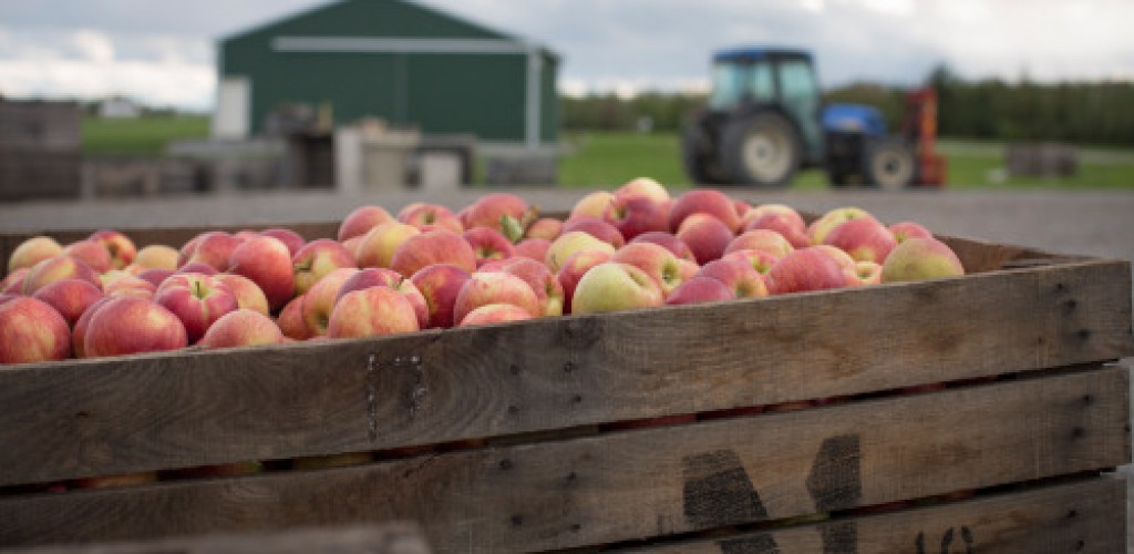 Apples in a wooden crate