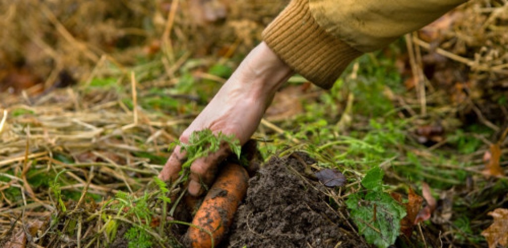 A hand reaches into the soil to pick a vegetable