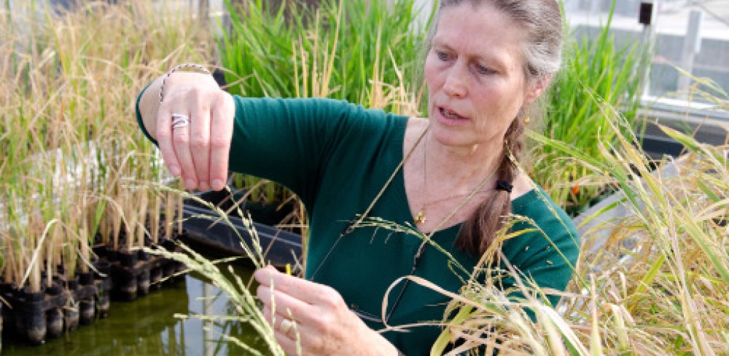 A woman tends to rice plants