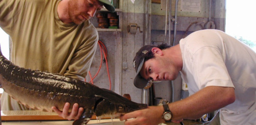 Two men handle a sturgeon