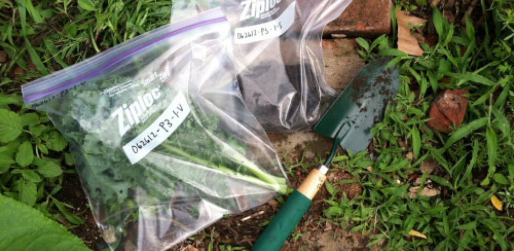 Vegetables in ziploc bags next to gardening equipment
