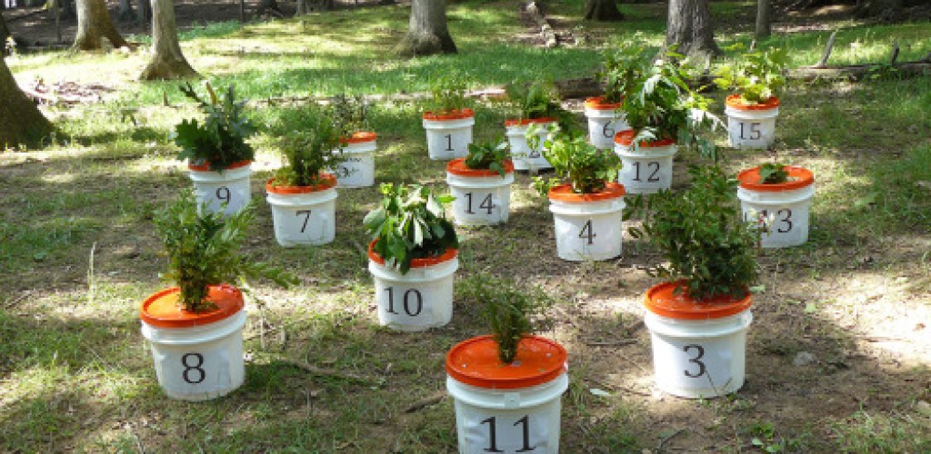 Plants in buckets used for an experiment