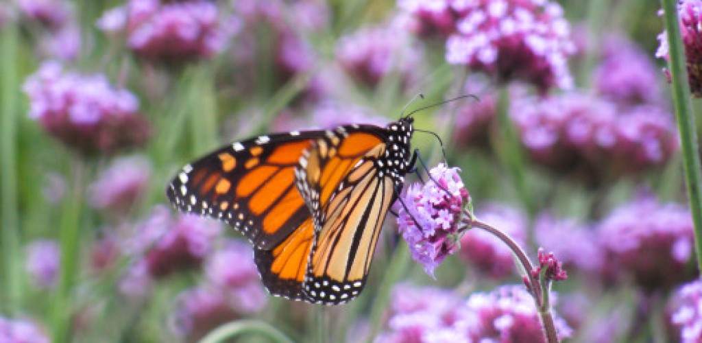 A monarch butterfly sits on a milkweed flower