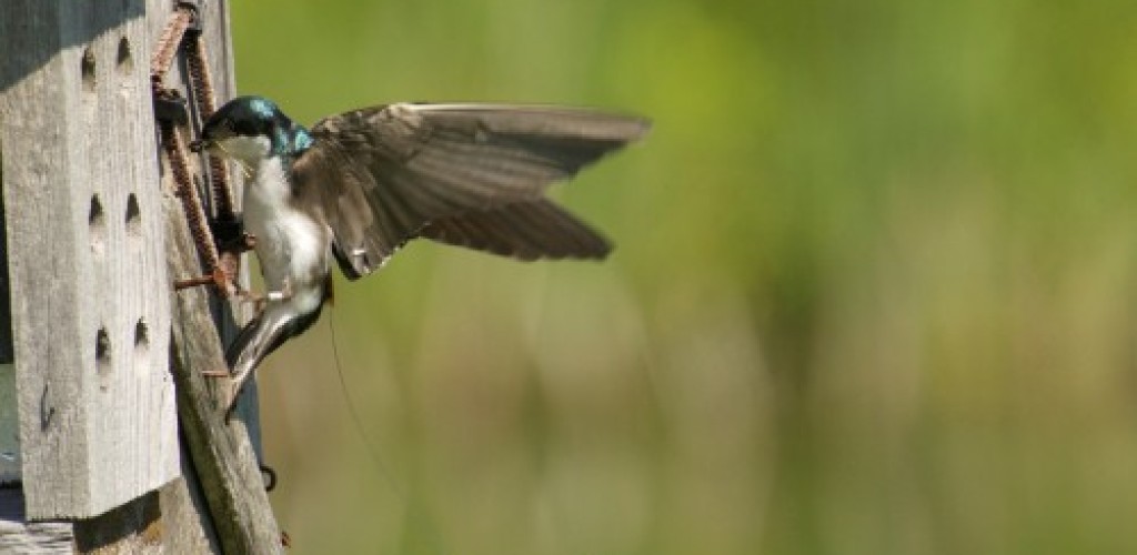A tree swallow entering a nest box
