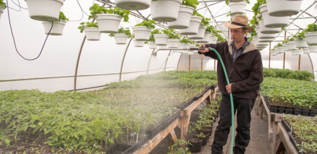 A man waters plants in a greenhouse