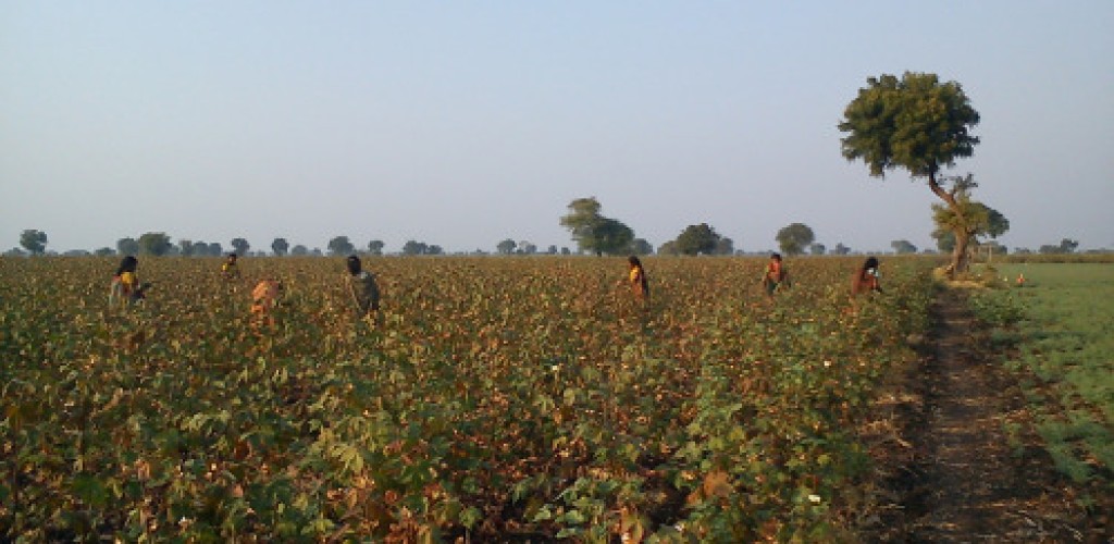 A group of women harvest cotton from a field in India