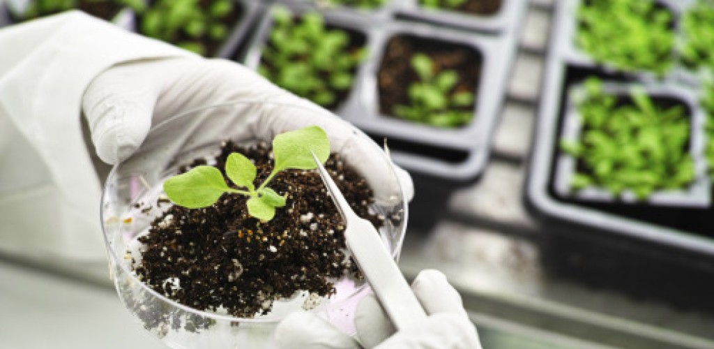 A plant sprouting in a petri dish with soil