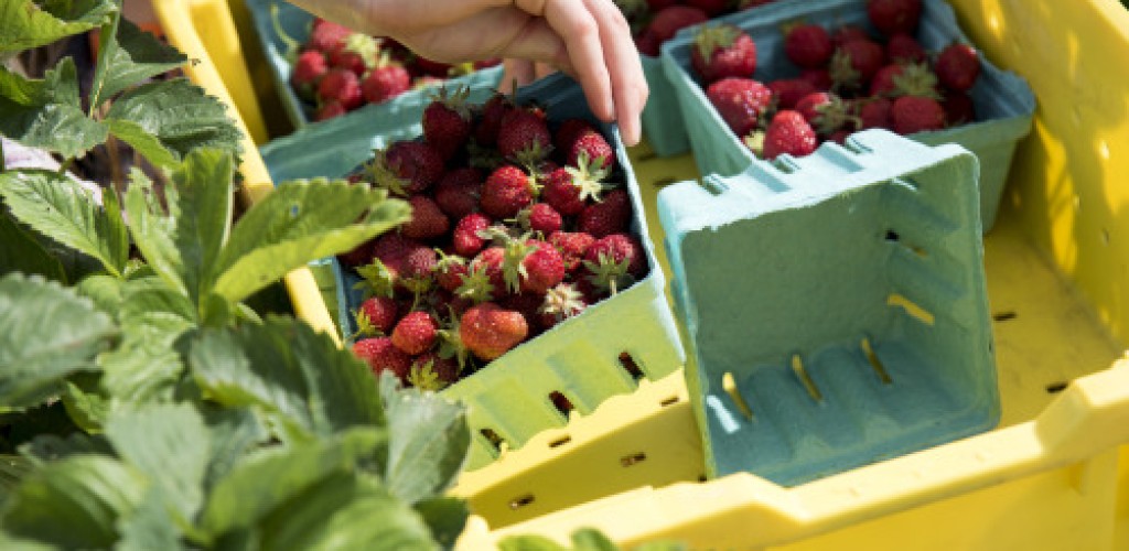 Strawberries in cartons