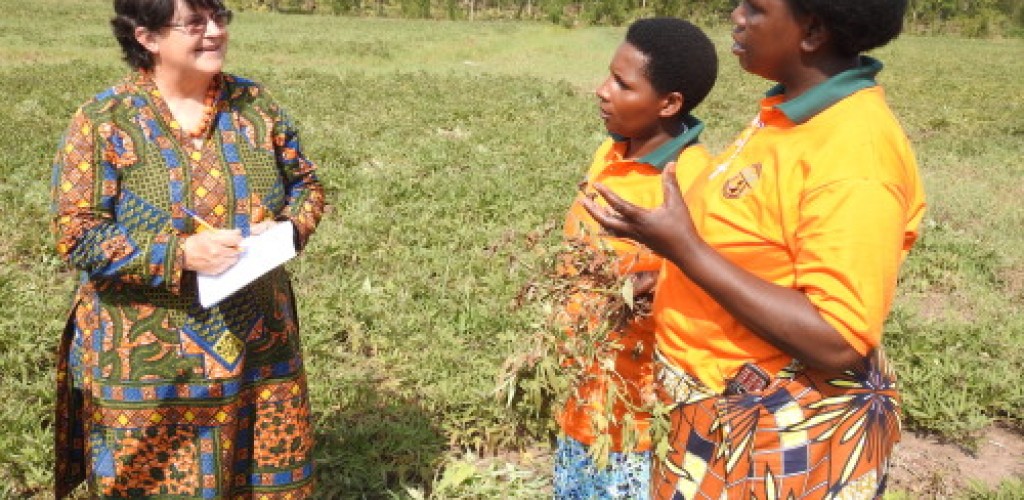 Three women stand in a field of orange-fleshed sweet potatoes.