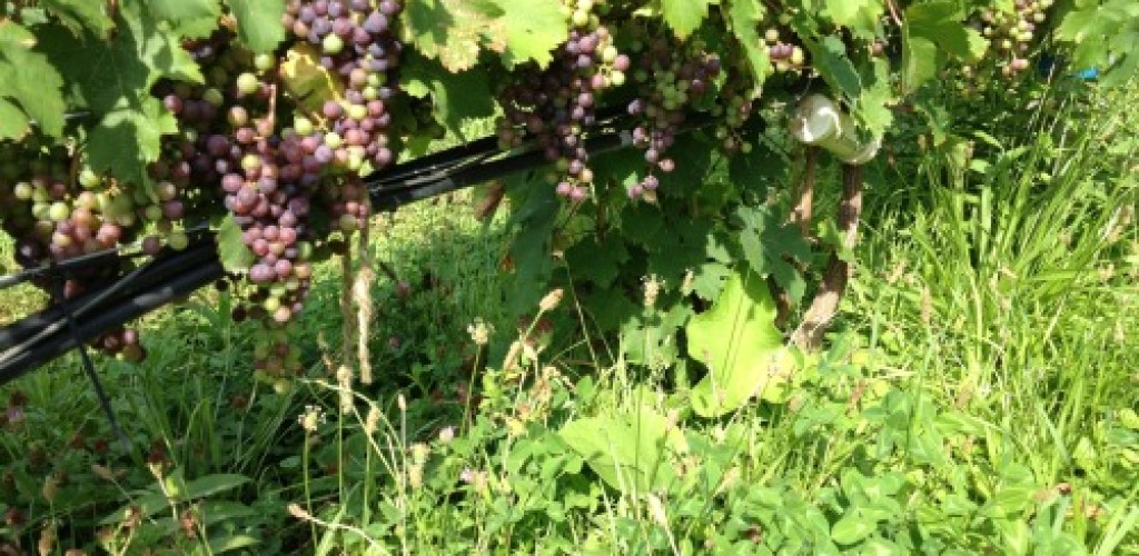 Grapes on a grapevine
