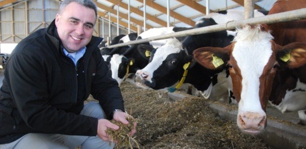 A man squats down near dairy cows inside a barn
