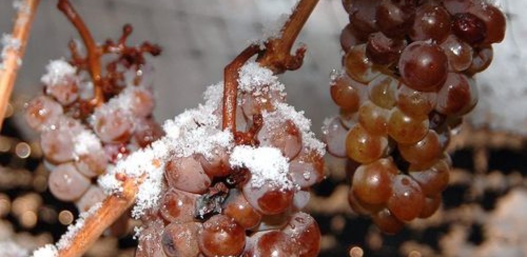 Red grapes covered in snow