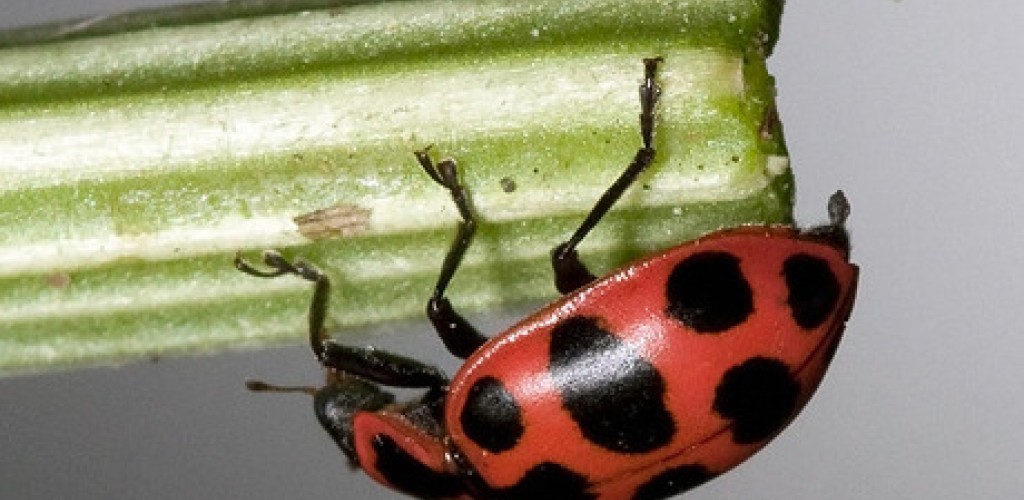 A ladybug hands upside down from a stalk