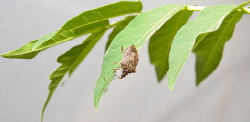 A stinkbug on a green leaf