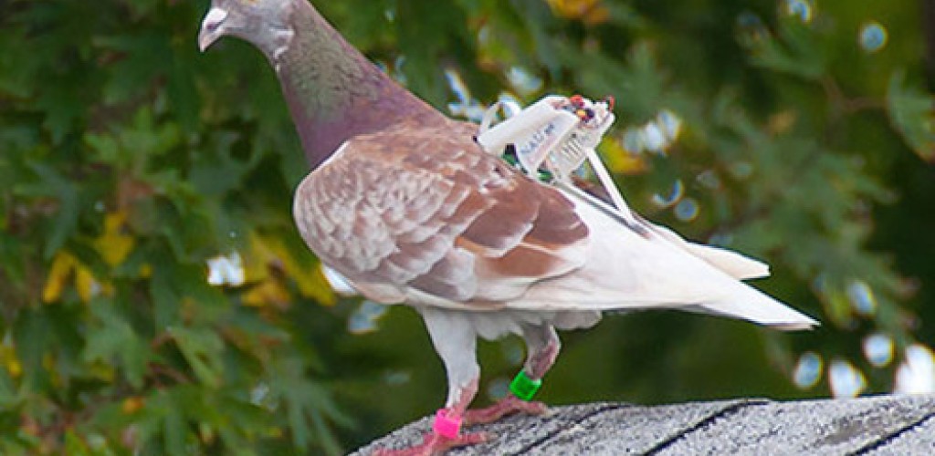 A pigeon wearing a device on its back that is collecting vibration energy