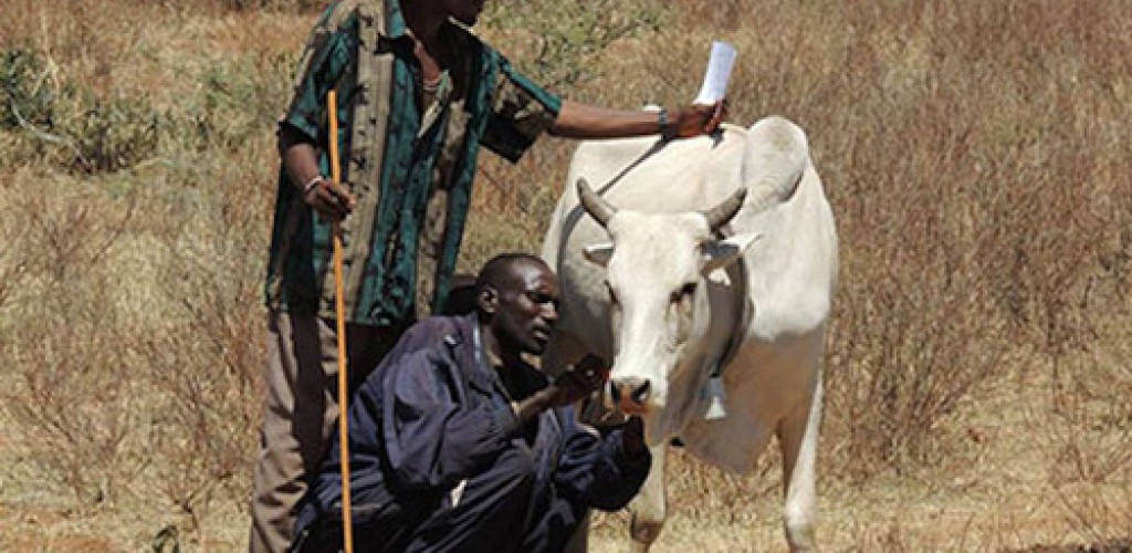 Two men stand with a cow wearing a collar in Kenya