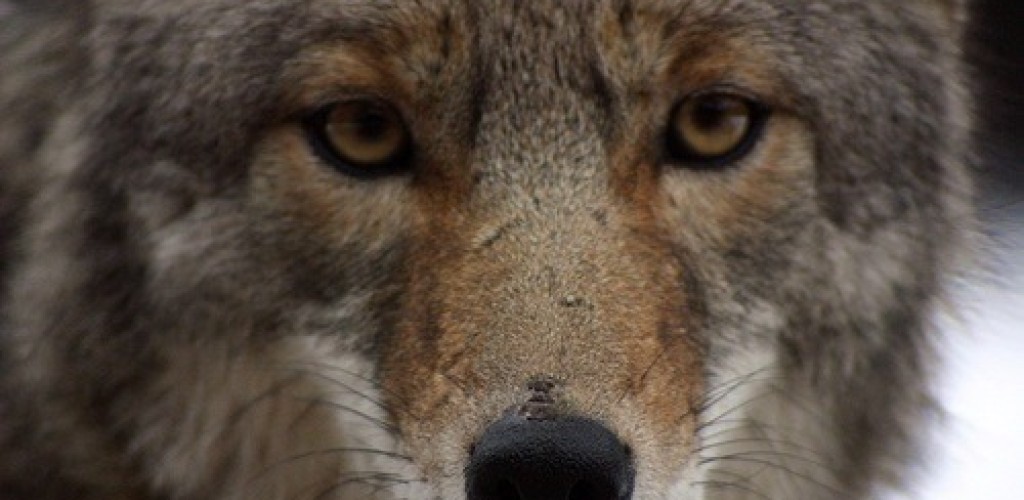 A coyote