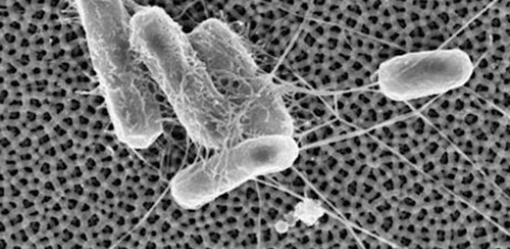 Microscopic view of bacteria