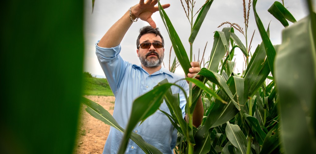 man standing with corn plant
