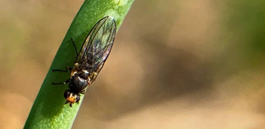 A fly on a green stem