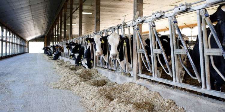 cows in a dairy barn