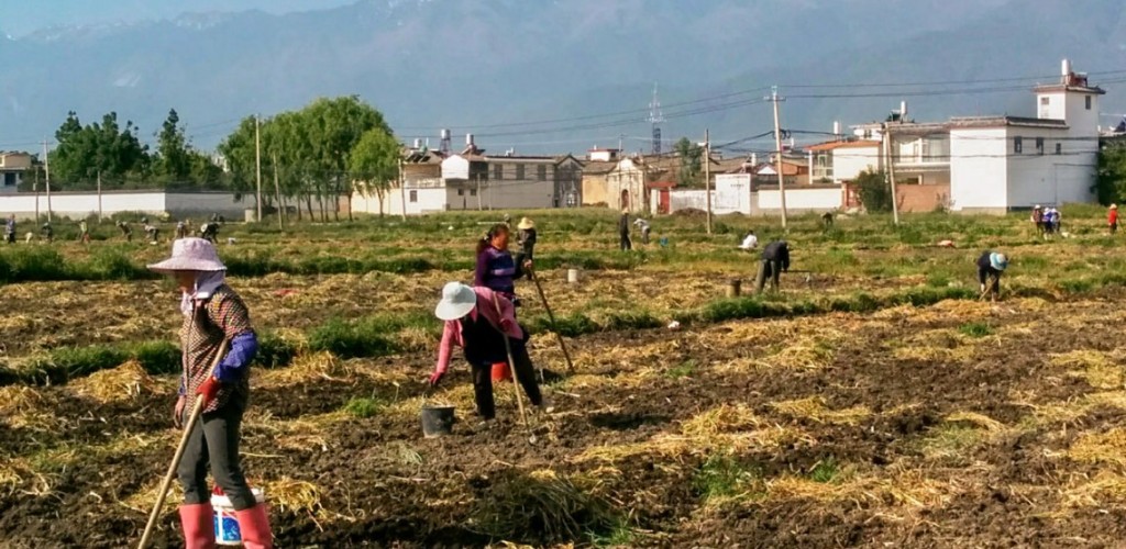 men and women farmers working in a field with houses in the background 