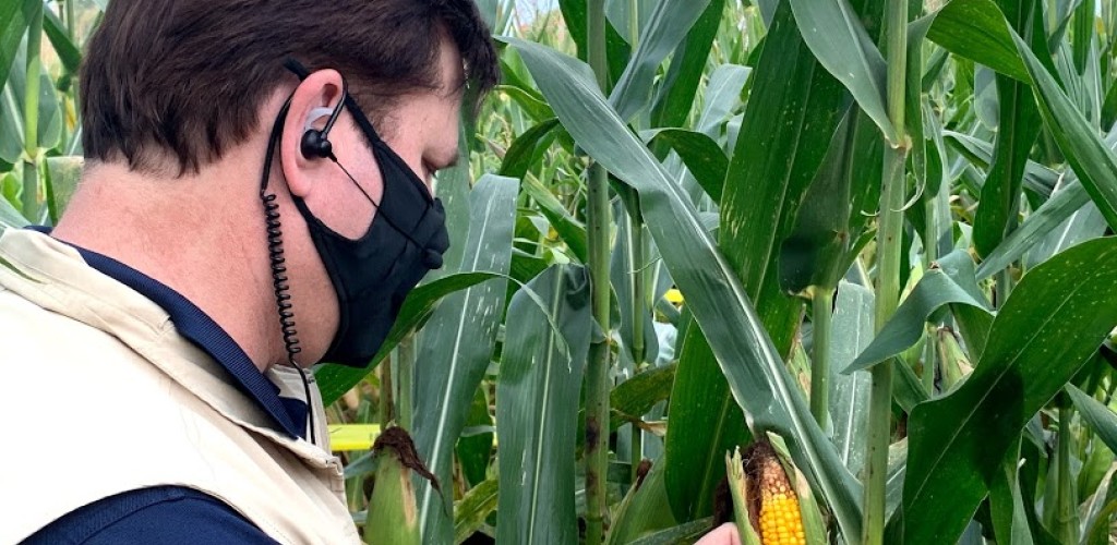 Man wearing mask inspects corn.