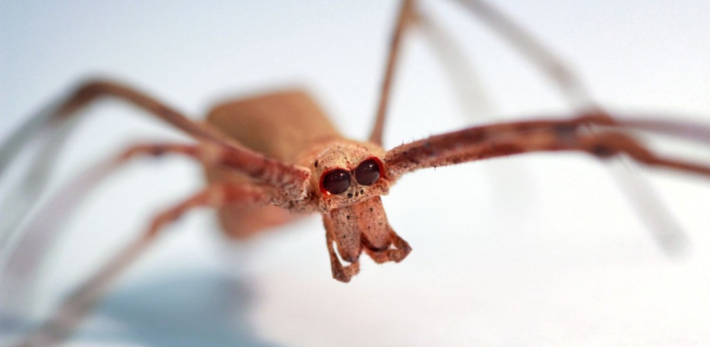 A brown spider with large black eyes