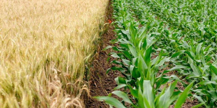 A yellow soy crop growing on the left and a green corn crop growing on the left 