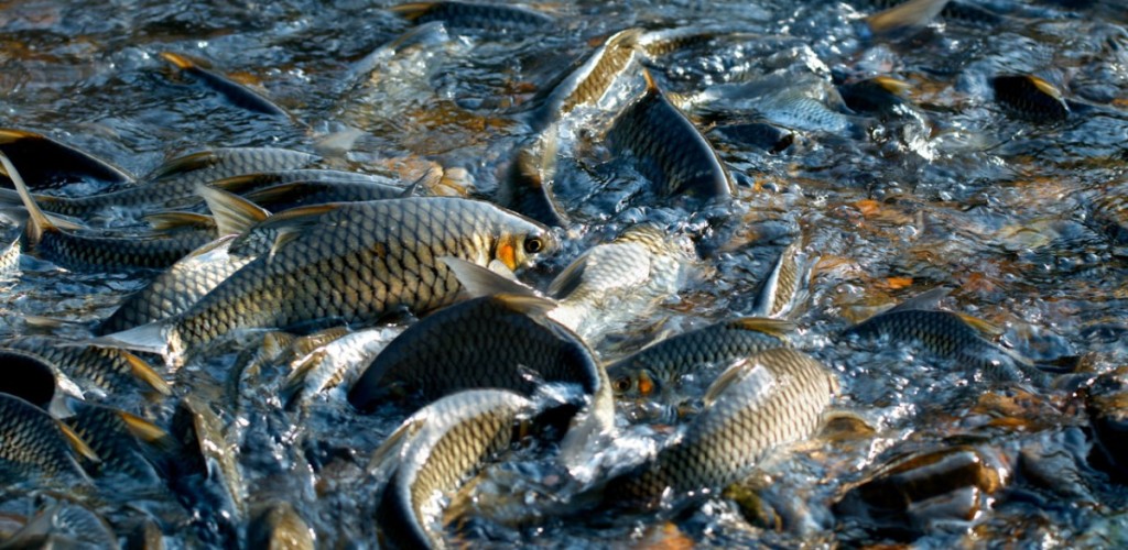 Silver and gold colored fish surfacing on choppy water