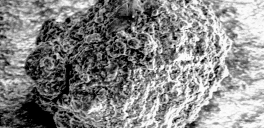 A black and white microscope image of soil