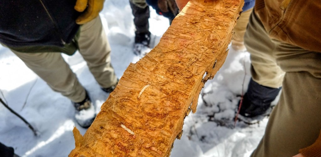 Evidence of the emerald ash borer on a light brown piece of wood being held by someone