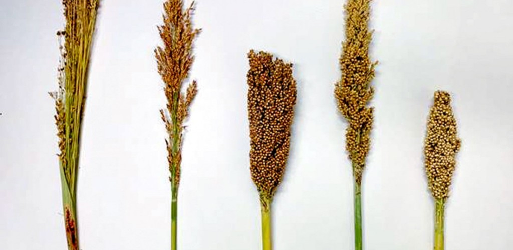 five different sorghum races lined up next to one another 