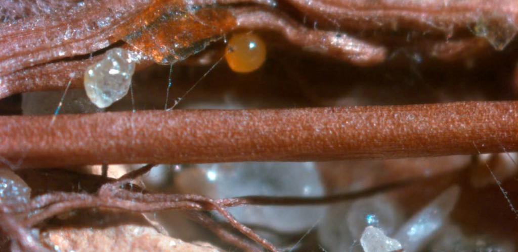 Fungus extending long filament-like structures far out into soil