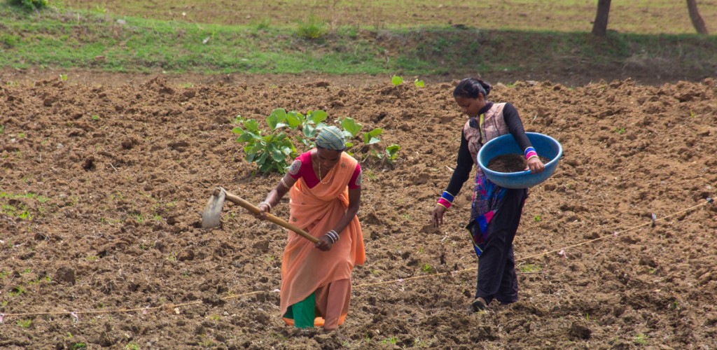 two women gather cotton in a field