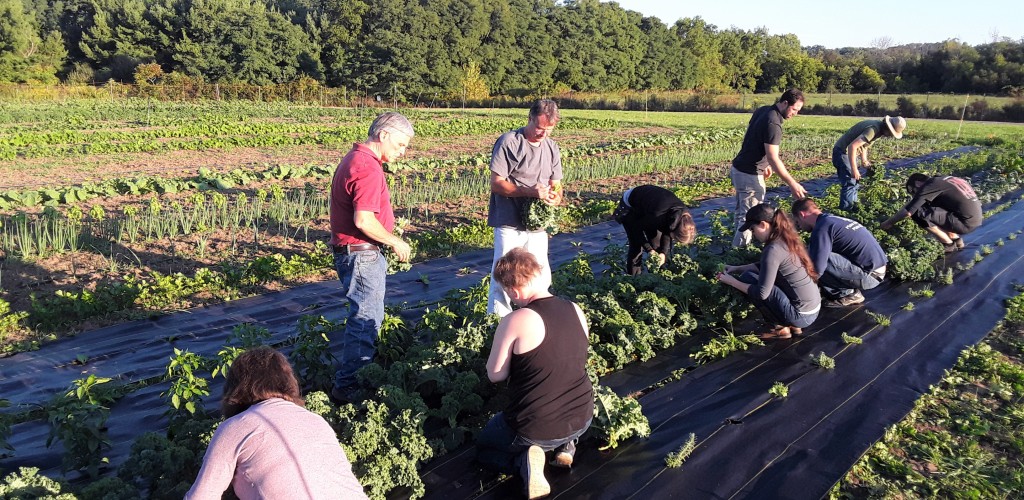 Beginning Farmer Training Program members harvesting in a field