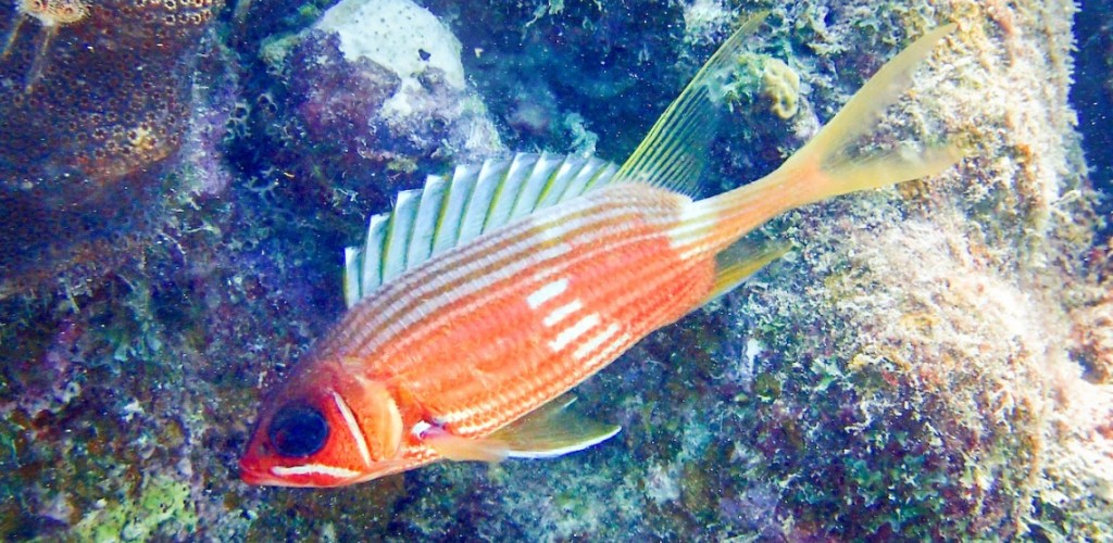 Longspine squirrelfish
