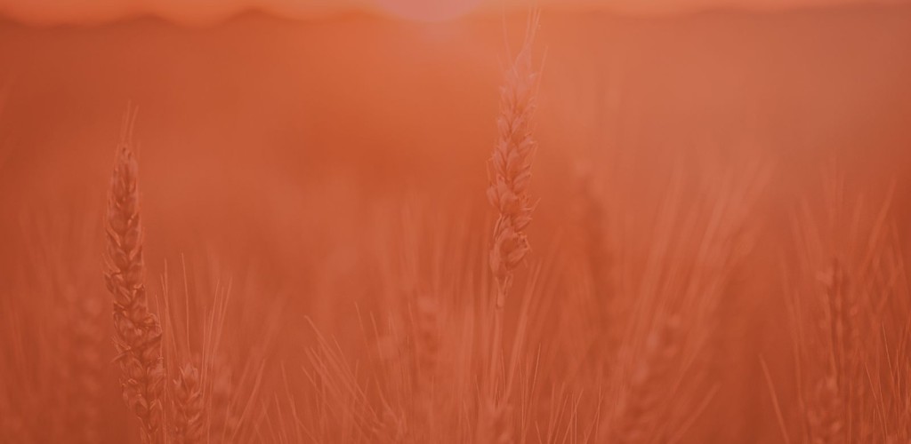 Wheat field with an orange overlay