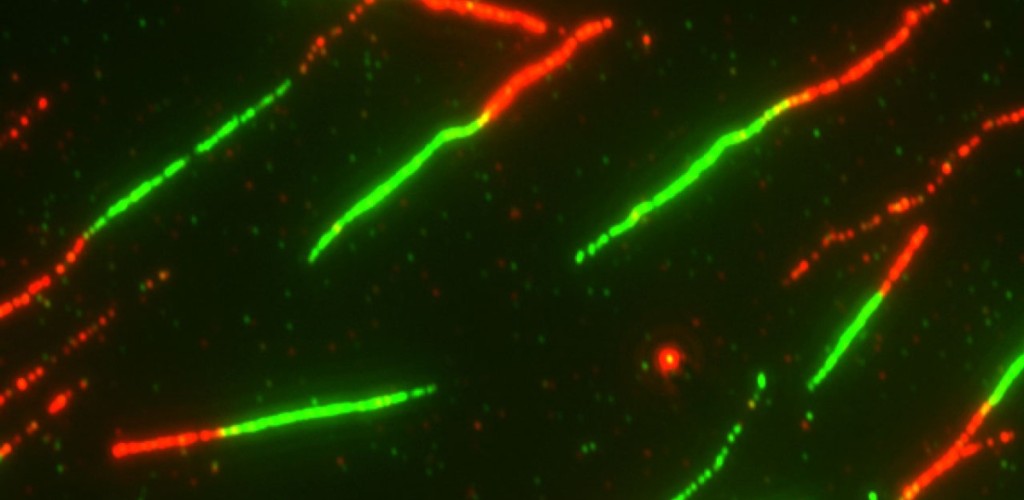 Red and green experimental DNA fibers