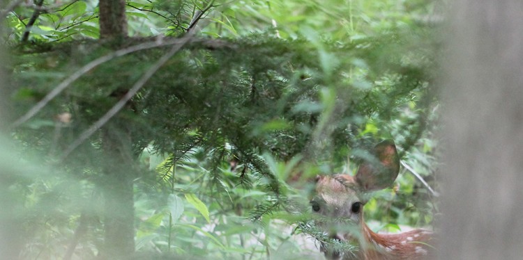 Young deer hiding in the forest